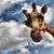 June Walls-Galando's profile image