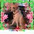 Shelia Kennedy Reeves's profile image