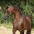 Isaac Taylor's profile image