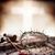 Armando Polino Vasquez's profile image