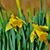 Jennifer Adams Snider's profile image