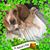 Heather Carleton's profile image