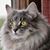 Maggie Whitlow's profile image