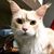 Susan Cook's profile image