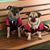 Sharon O'Neill's profile image