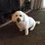 Darlene Evans Lewis's profile image