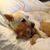 Lisa Hutcheson's profile image