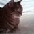 Deborah Kerstetter's profile image