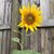 Amy Atkins's profile image