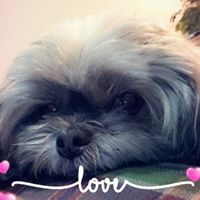 Sandi Johnson's profile image