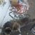 Brandi Nickle Frees's profile image