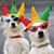 Alice Dossett Pinel's profile image