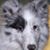 Jean Williams Turner's profile image