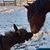 Barb Williams Sullivan's profile image