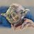 Victor Honorato's profile image