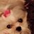 Allison Lensgraf Ogden's profile image