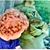 Valerie Dickson's profile image