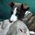 Robin Campbell Vandegrift's profile image
