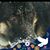Joan Siegenthaler Dresser's profile image