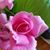 Dorothy Sundermier McIntyre's profile image