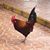 Guillermo Yandel's profile image