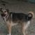Nancy Hershfield Colinear's profile image