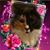 Susanne Fanelli's profile image