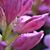 Brenda Seidlitz's profile image