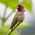 Laurie Beden's profile image