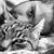Pietro Solisio's profile image