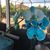 Donna Gibaldi's profile image
