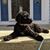 Carrie Puppo Tropea's profile image