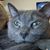 Stacie Dowdy's profile image