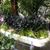 Rivers Greenhouse and Garden-Brandon's profile image