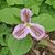 Marianne Heffren Howe's profile image