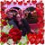 Raven Lenore Sanderson's profile image