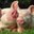 TRACY WATSON's profile image