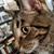 Julie Aronson's profile image