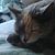 Tina Hodak Hemingway's profile image