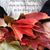 Lisa Cody's profile image