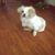 Sib El Tziarbas's profile image