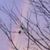 Carla Moser's profile image