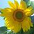 Penny Barry Hobbs's profile image