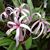 Gayleen Watson Swan's profile image