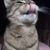 Tracy Henderson's profile image