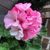 Flavia Fresonke's profile image