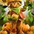 Juanita Hoff Anderson's profile image