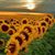 Shahmina Khurram's profile image