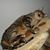 Abby Tabby's profile image