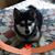 Chuck Johnson's profile image